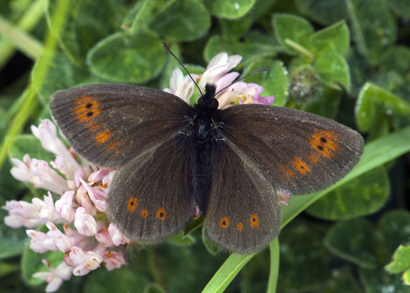 Erebia epiphron  (dal Gran Sasso)